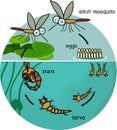 Mosquito life cycle. Sequence of stages of development of mosquito from egg to adult insect in the pond